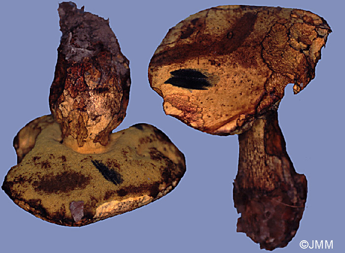 Boletus erythropus var. junquilleus