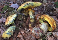 Boletus erythropus var. junquilleus