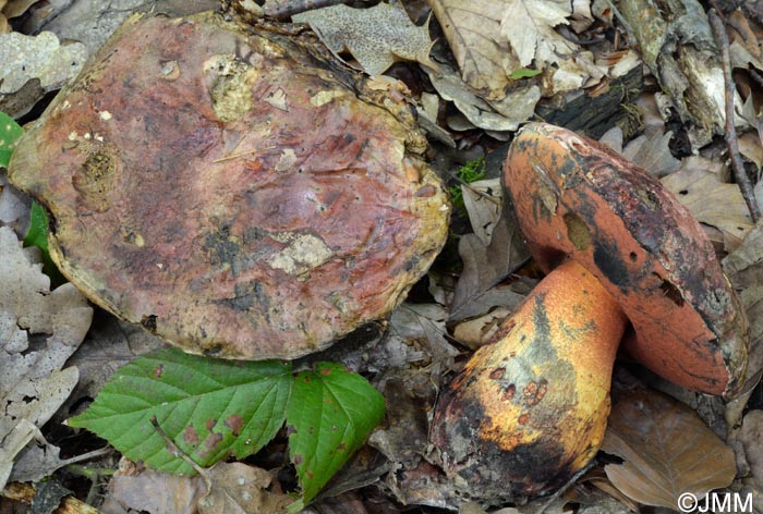 Boletus le-galiae = Boletus satanoides = Rubroboletus le-galiae