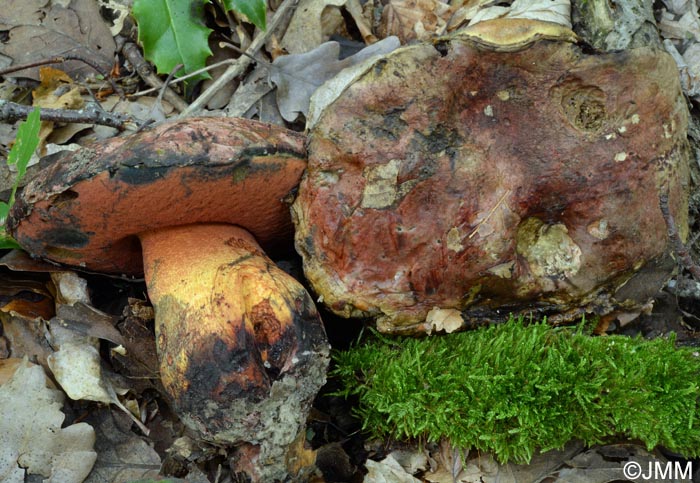 Boletus le-galiae = Boletus satanoides = Rubroboletus le-galiae