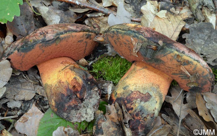 Boletus le-galiae = Boletus satanoides = Rubroboletus le-galiae