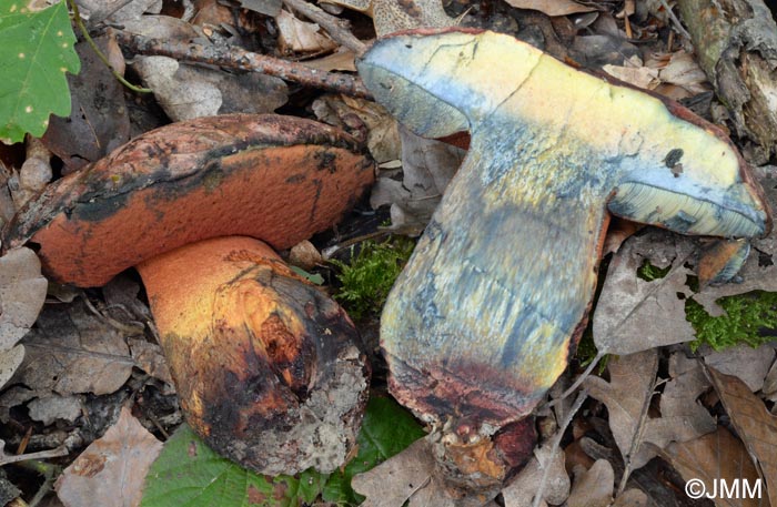 Boletus le-galiae = Boletus satanoides = Rubroboletus le-galiae