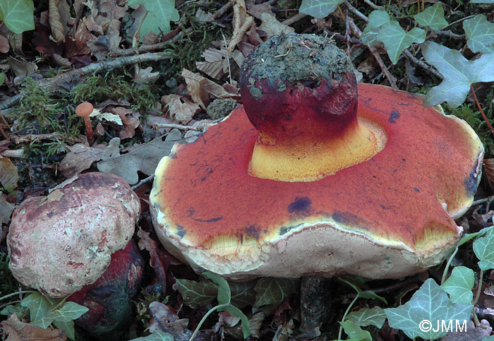 Boletus le-galiae = Boletus satanoides = Rubroboletus le-galiae