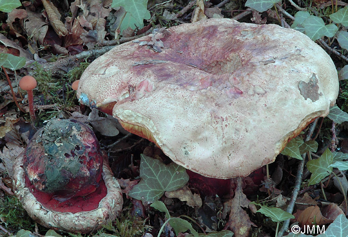 Boletus le-galiae = Boletus satanoides = Rubroboletus le-galiae