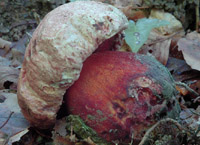 Boletus legaliae