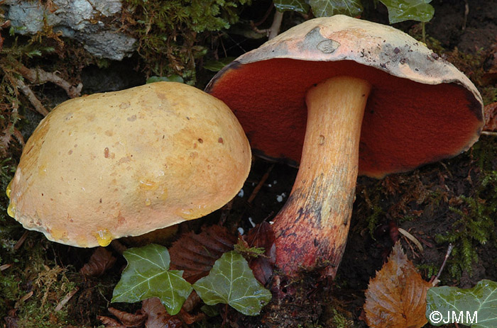 Boletus luridus