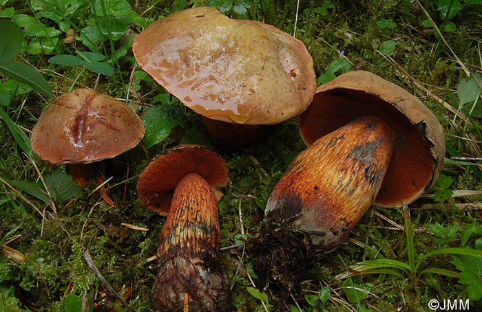 Boletus luridus