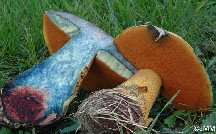 Boletus luridus