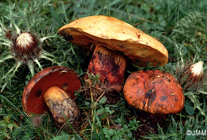 Boletus luridus