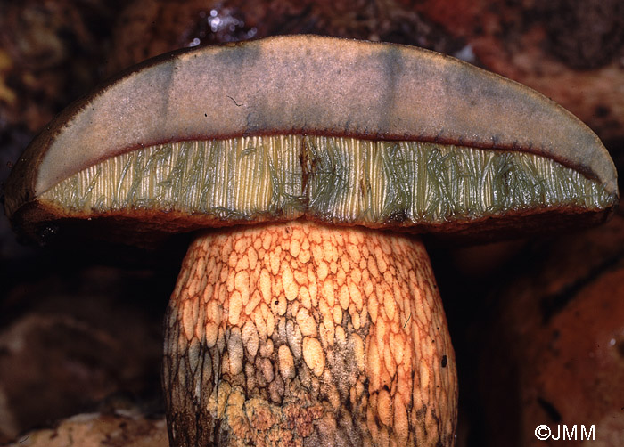 Boletus luridus : ligne de Bataille