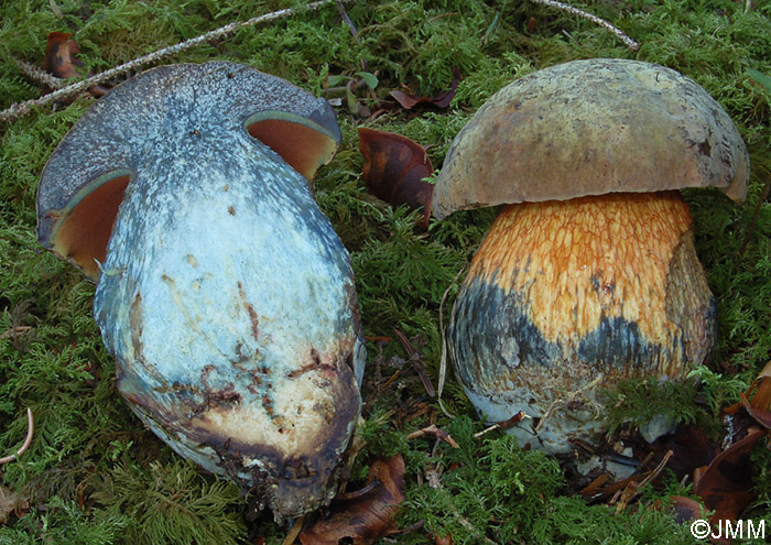 Boletus luridus