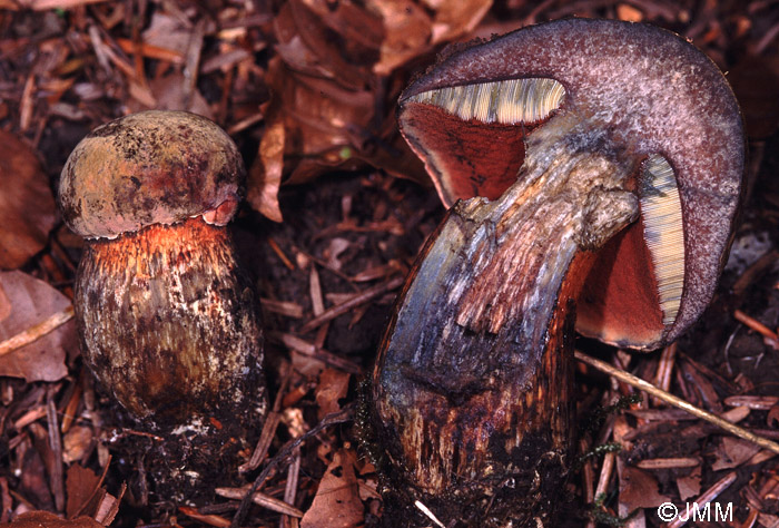 Boletus luridus var. erythroteron