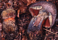 Boletus luridus var. erythroteron