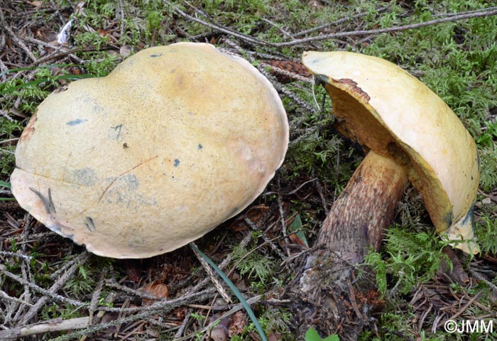 Boletus luridus f. lupinus