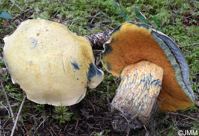 Boletus luridus f. lupinus