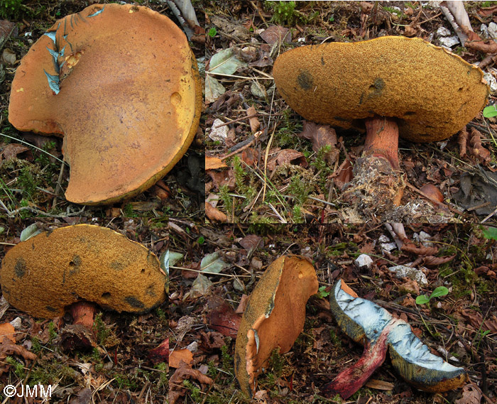 Boletus luridus var. queletiformis