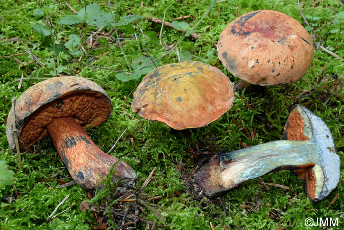 Boletus luridus var. queletiformis