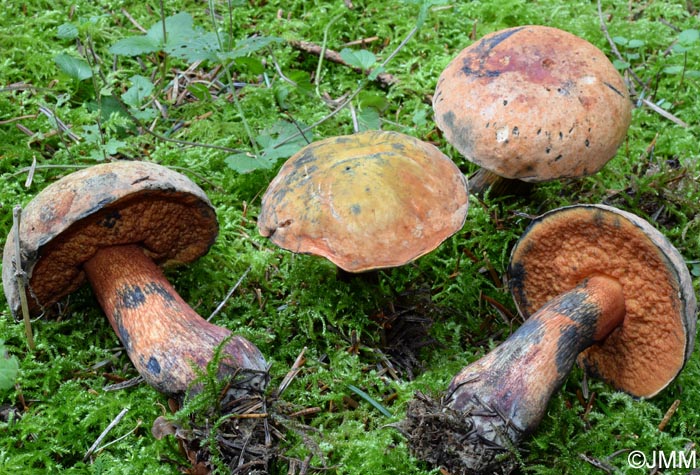 Boletus luridus var. queletiformis