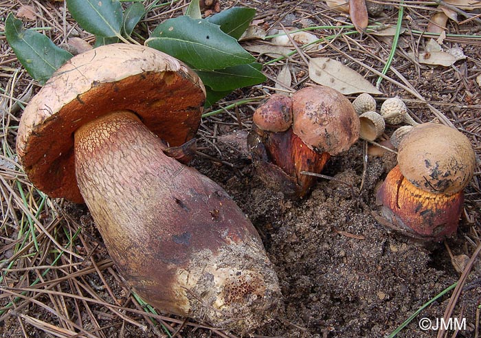 Boletus luridus var. queletiformis