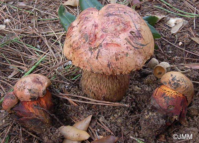 Boletus luridus var. queletiformis