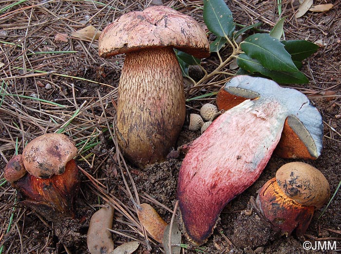 Boletus luridus var. queletiformis