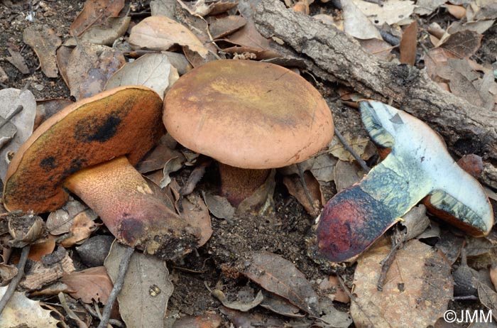 Boletus luridus var. queletiformis