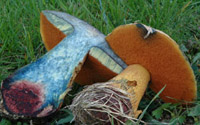 Boletus luridus