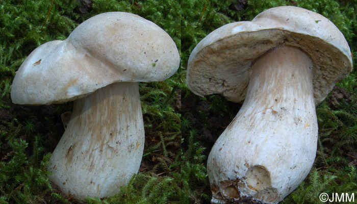 Boletus persoonii