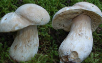 Boletus persoonii