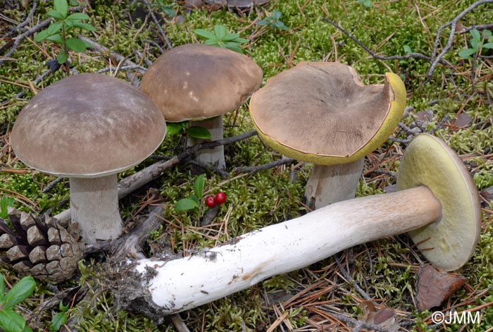 Boletus pinetorum