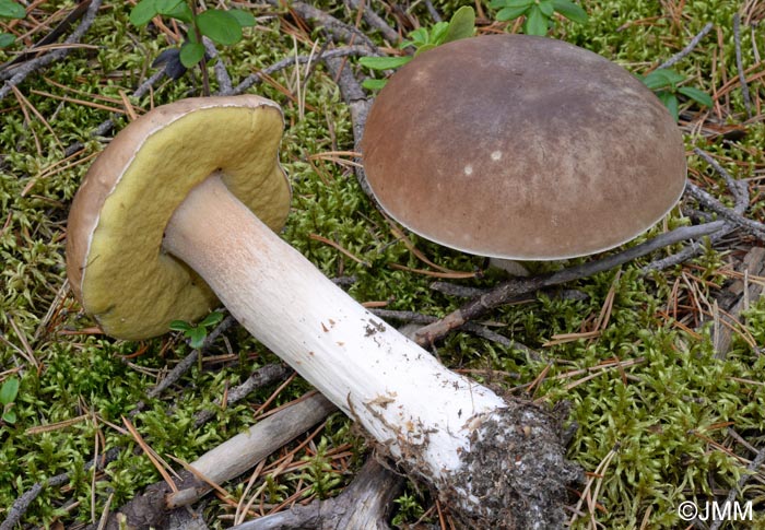 Boletus pinetorum