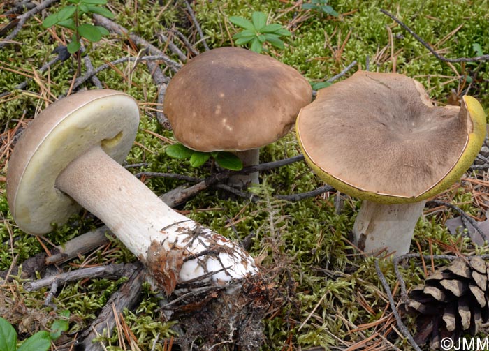 Boletus pinetorum