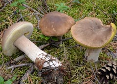 Boletus pinetorum