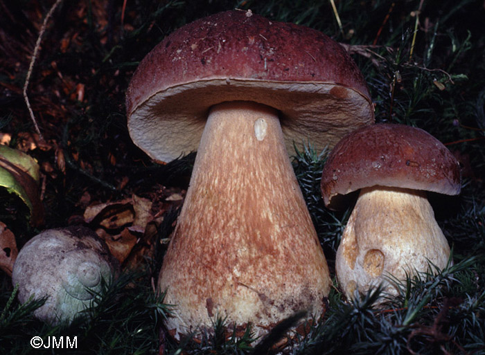 Boletus pinophilus