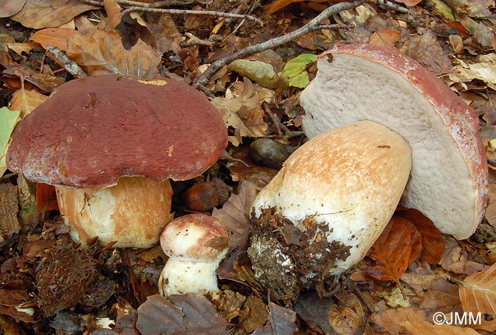 Boletus pinophilus