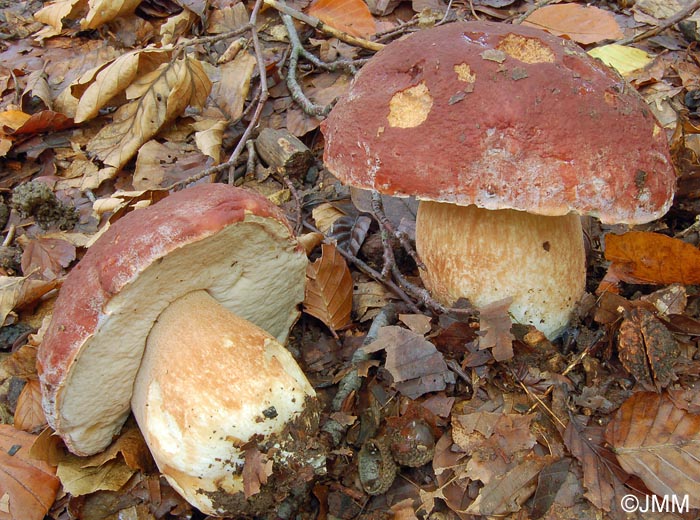 Boletus pinophilus