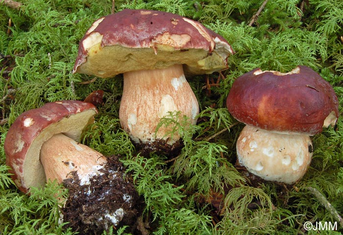 Boletus pinophilus