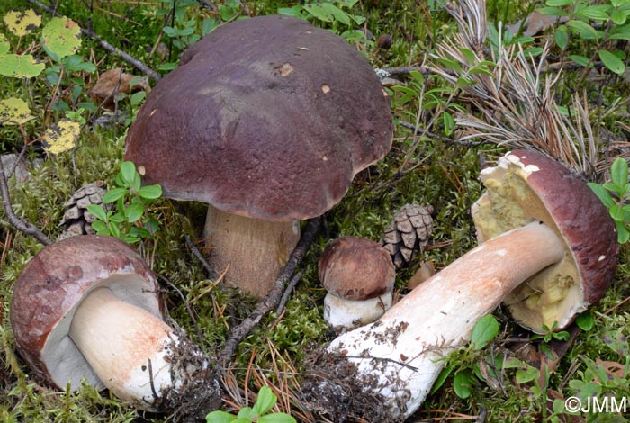 Boletus pinophilus