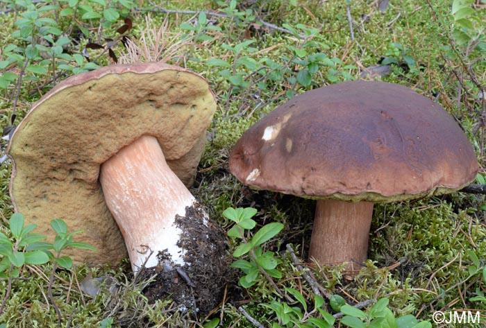 Boletus pinophilus