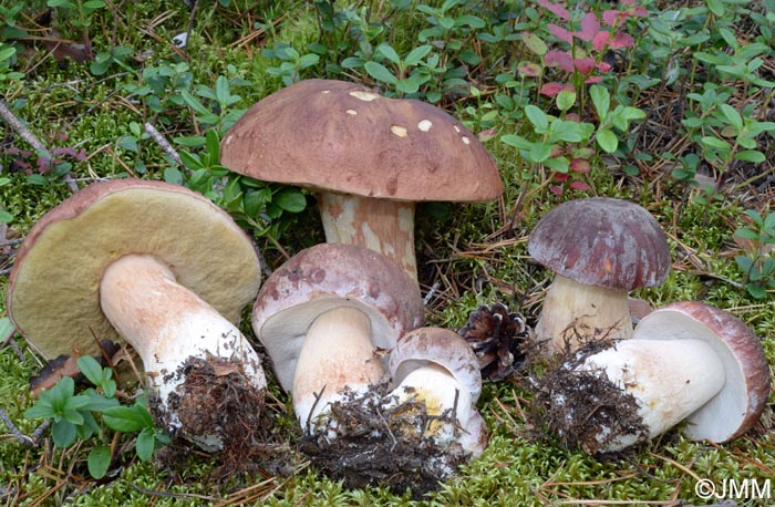 Boletus pinophilus