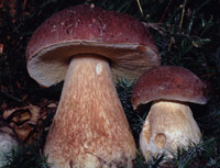 Boletus pinophilus