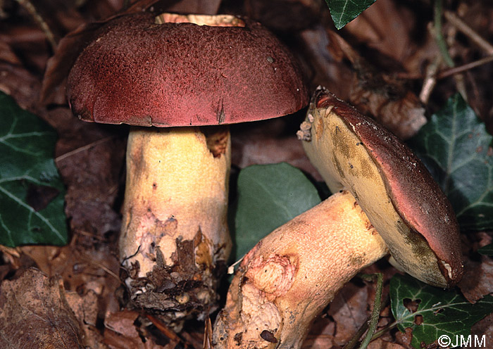 Boletus pseudoregius