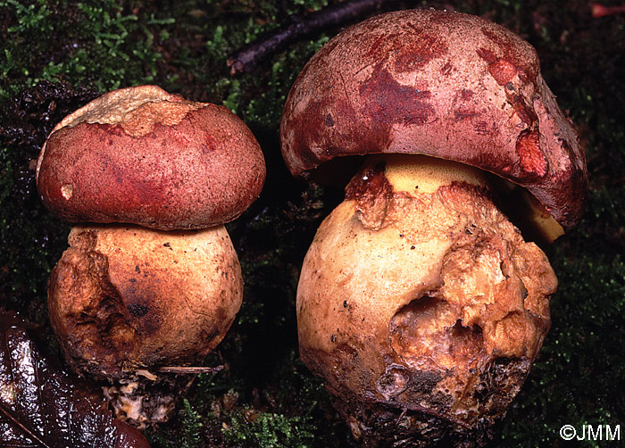 Boletus pseudoregius