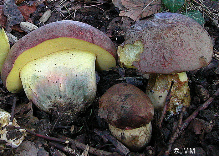 Boletus pseudoregius