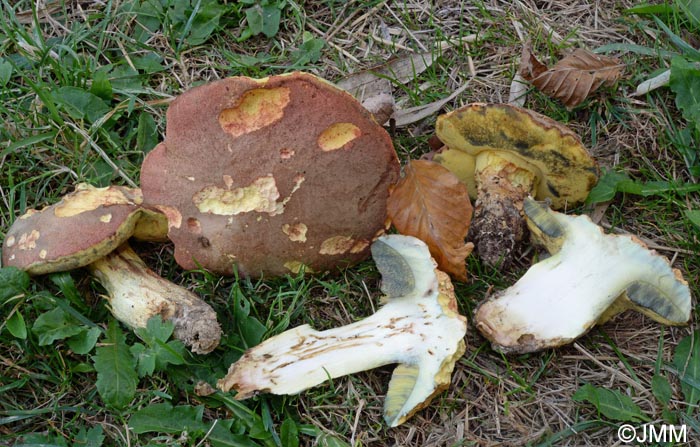 Boletus pseudoregius