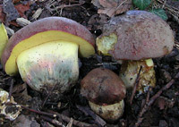 Boletus pseudoregius