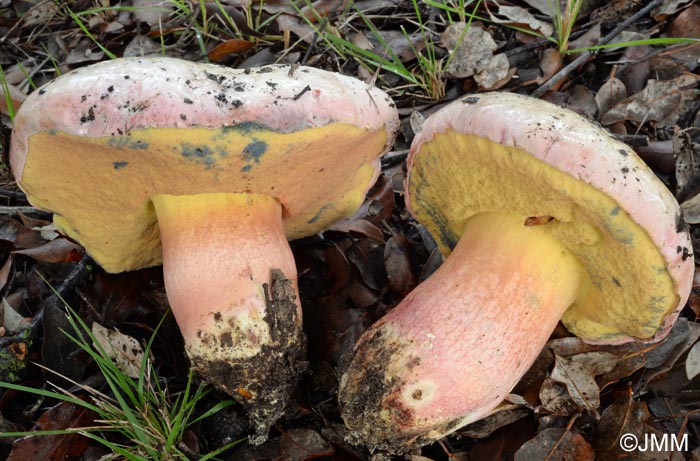 Boletus pulchrotinctus