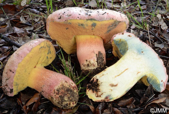 Boletus pulchrotinctus