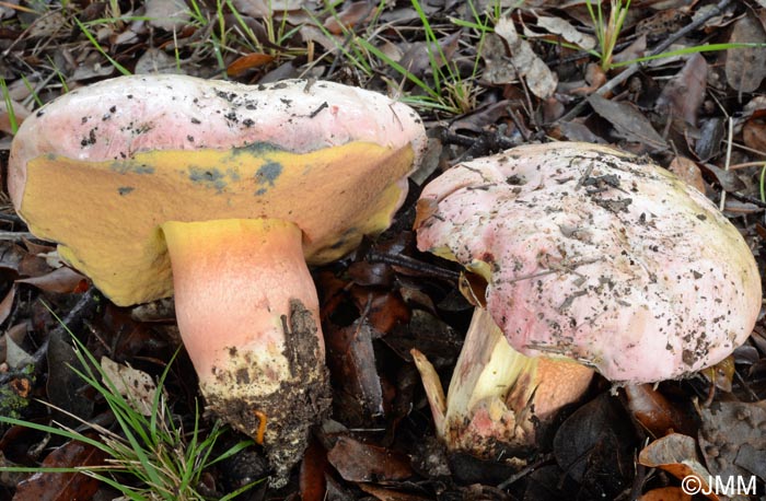 Boletus pulchrotinctus