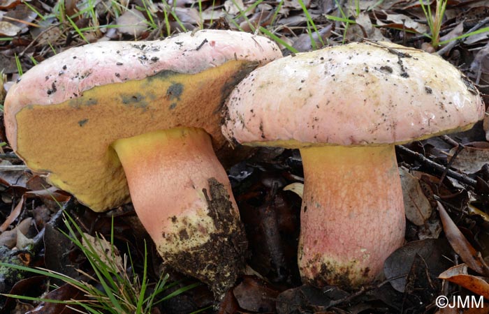 Boletus pulchrotinctus